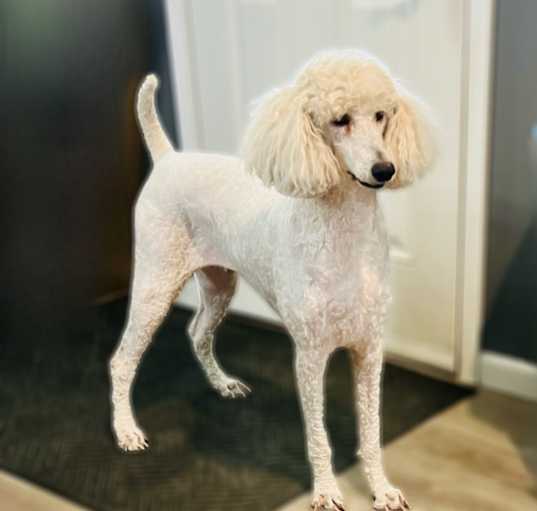 Photo of Luna