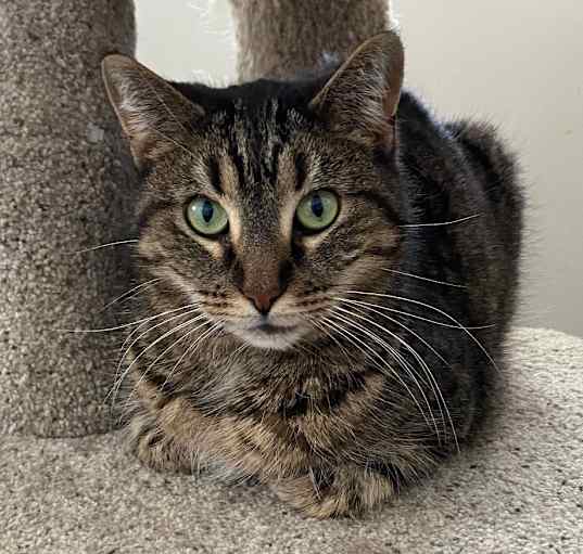 Photo of Peanut