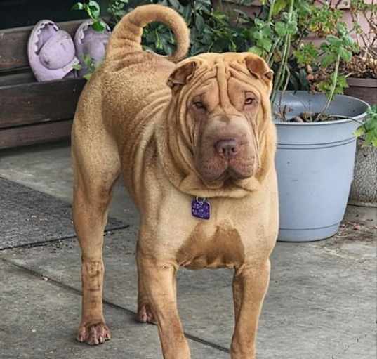 Photo of Bruno