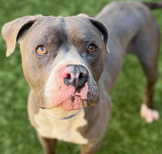 Photo of URGENT! SHELTER IS FULL