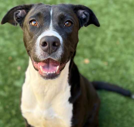 Photo of URGENT! SHELTER IS FULL
