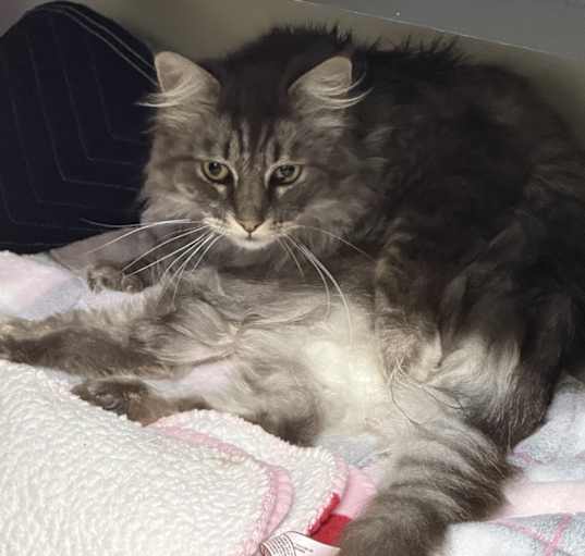 Photo of Betty