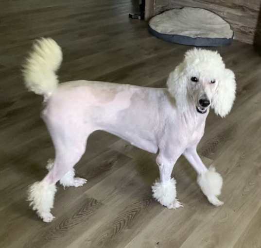 Photo of Luna