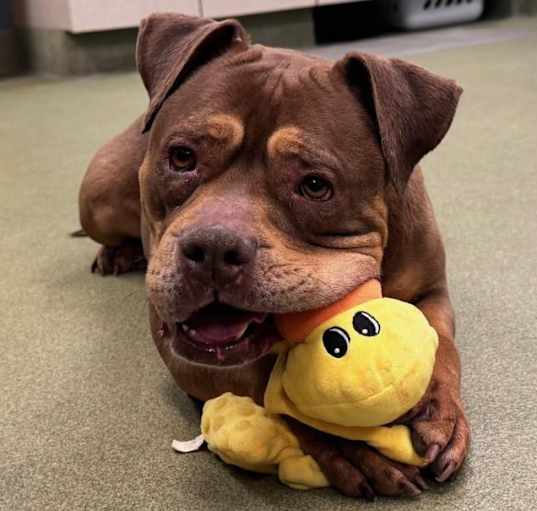 Photo of URGENT! SHELTER IS FULL
