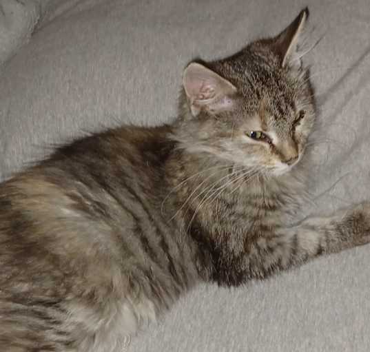 Photo of Pixie