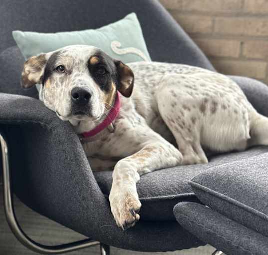 Photo of Lilly: Your Adventure Buddy & Cuddle Companion Awaits!