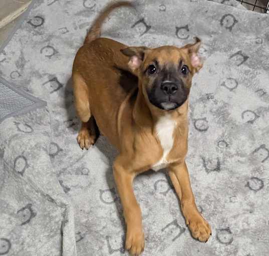 Photo of Buttercup