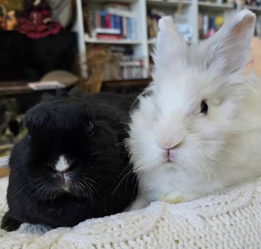 Photo of Moon & Chesnut