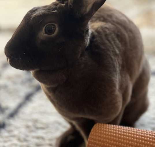 Photo of Coco