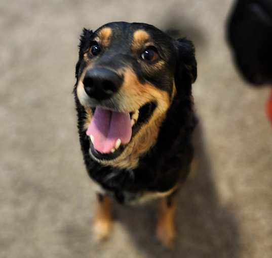 Photo of Biscuit