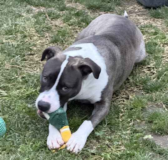 Photo of Sparky