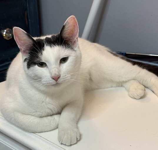 Photo of Molly