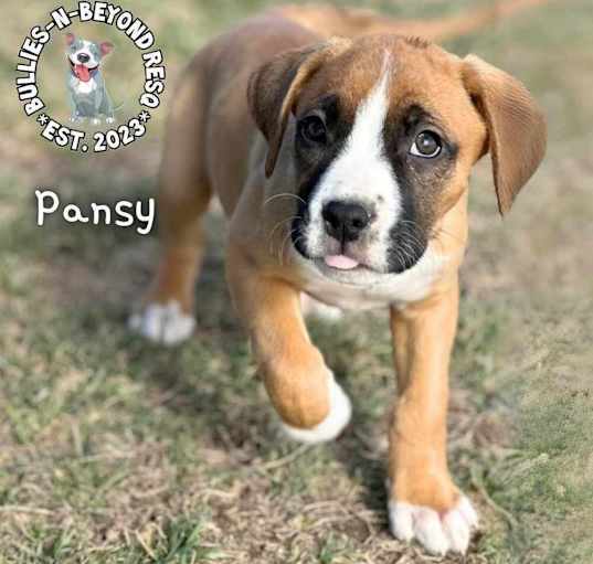 Photo of Boxer Bouquet Litter:   Pansy