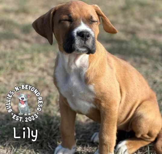 Photo of Boxer Bouquet Litter:  Lily