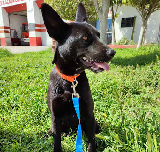 Photo of Bailey