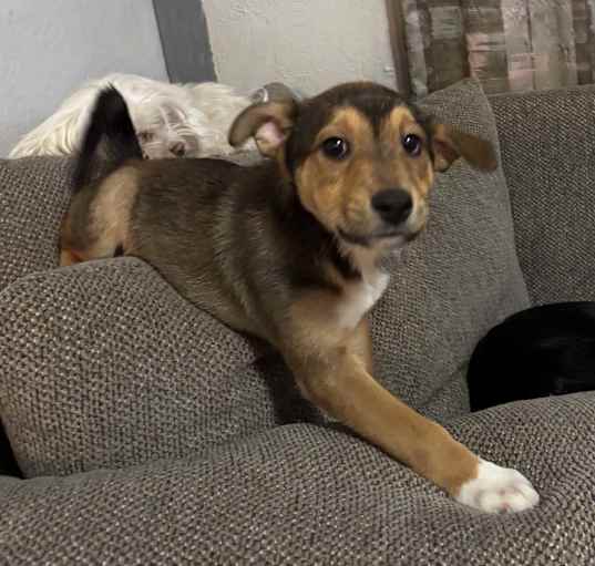 Photo of Bandit