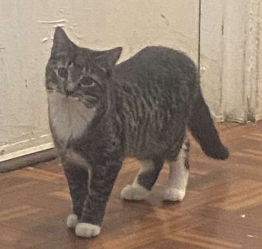 Photo of Stripes
