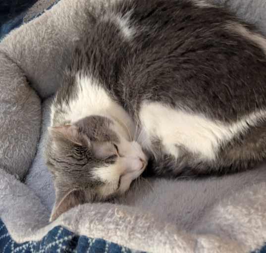 Photo of Pearl