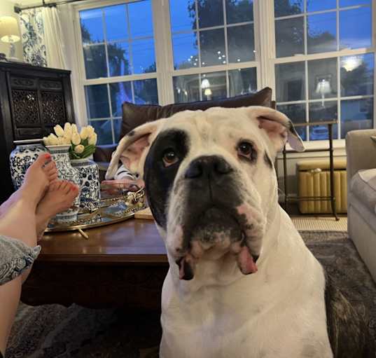Photo of Gravy