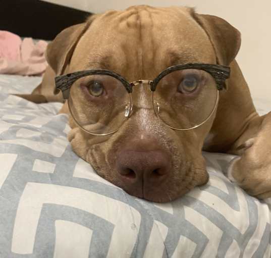 Photo of Max
