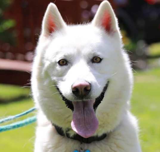 Photo of Chaucer