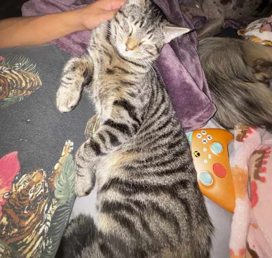 Photo of Milo