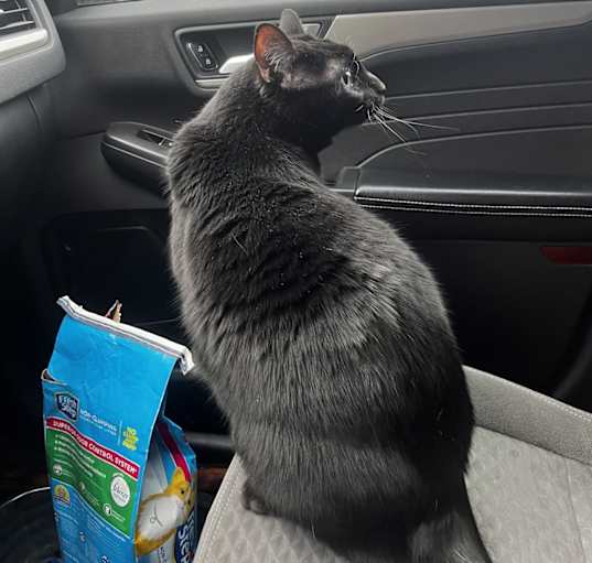 Photo of Apollo