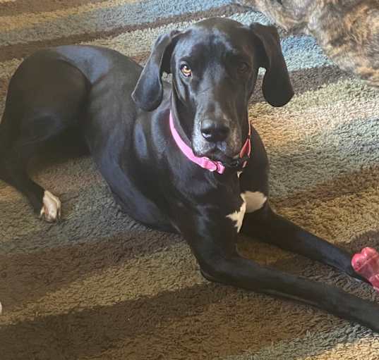 Photo of Penny