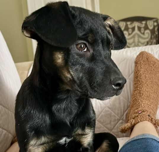 Photo of RAVEN