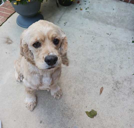 Photo of Buddy -Adult Home, No Kids