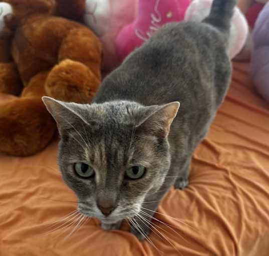Photo of Puddin