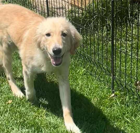 Photo of Cutter (Baseball Litter '25)