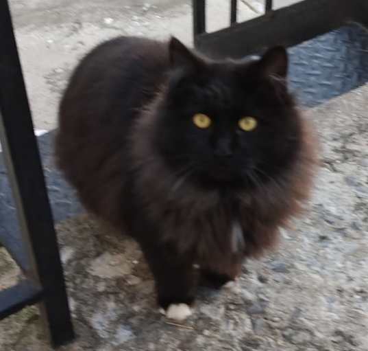 Photo of Blackbeard