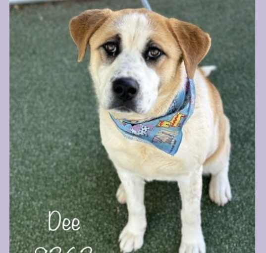 Photo of DEE
