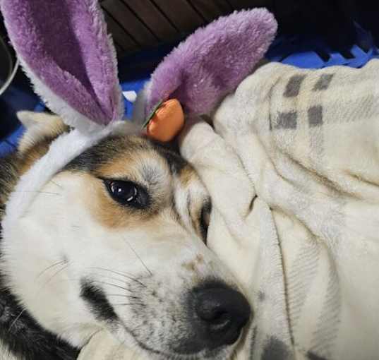 Photo of Sheba