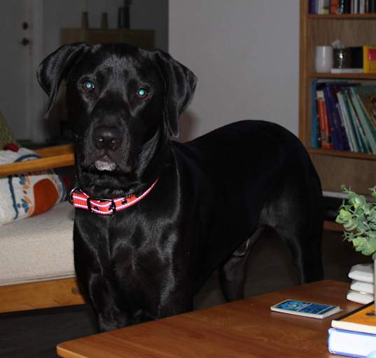 Photo of Waldo