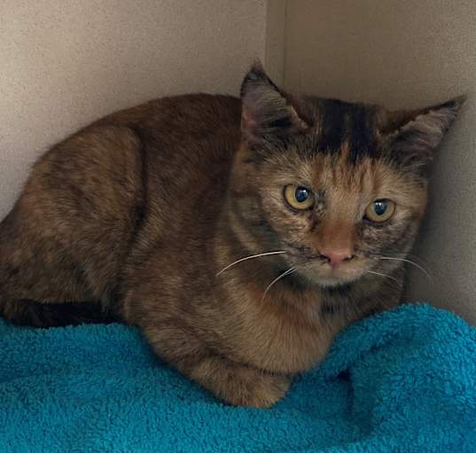 Photo of Ember