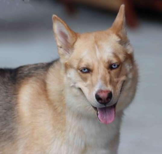 Photo of Clover