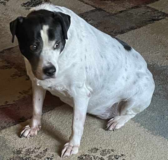 Photo of Fancy