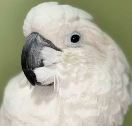 Photo of BARNEY The Umbrella Cockatoo