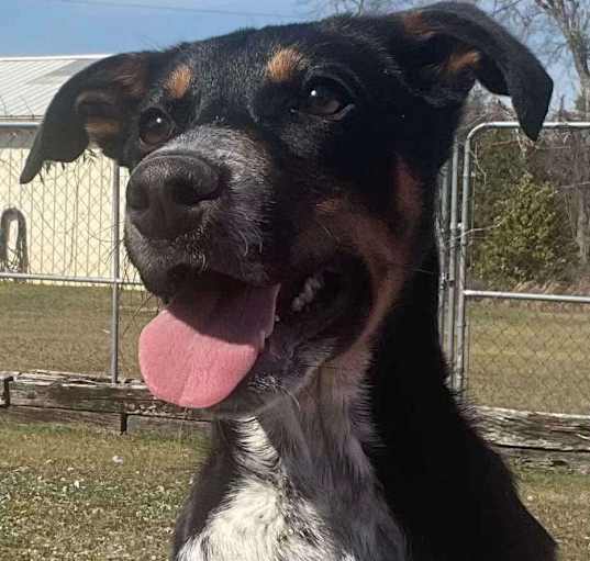 Photo of TRICIE/URGENT