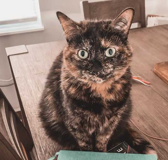 Photo of Luna