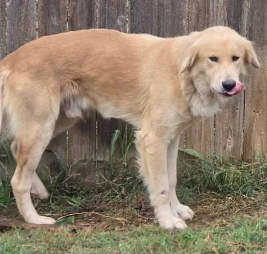 Photo of Jango
