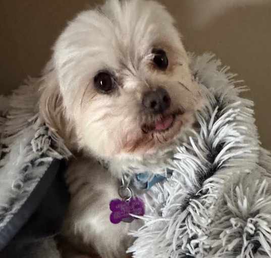 Photo of Duggy