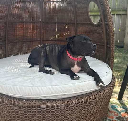 Photo of Nala