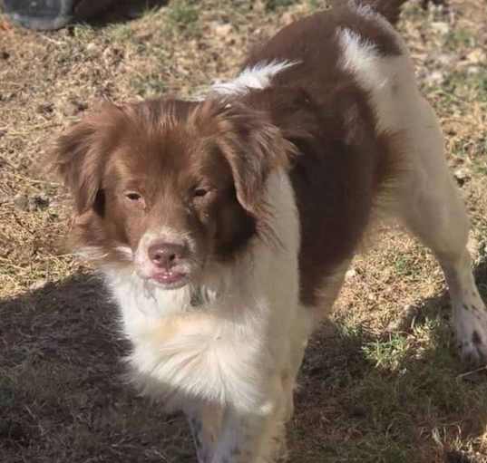 Photo of Roscoe