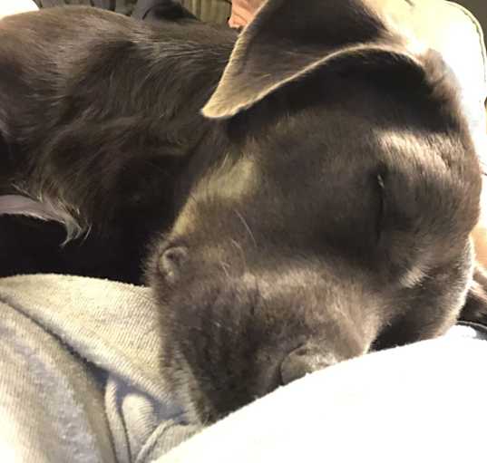 Photo of Sammy