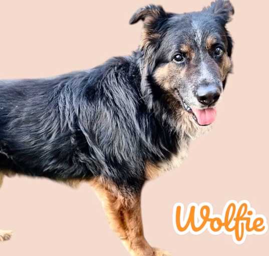Photo of Wolfie