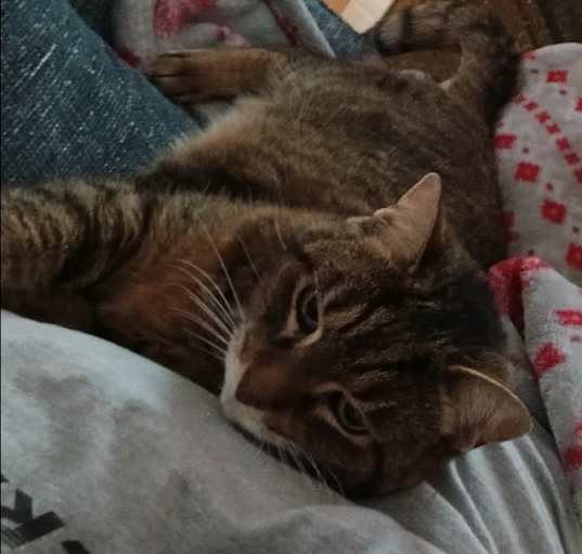 Photo of Lady