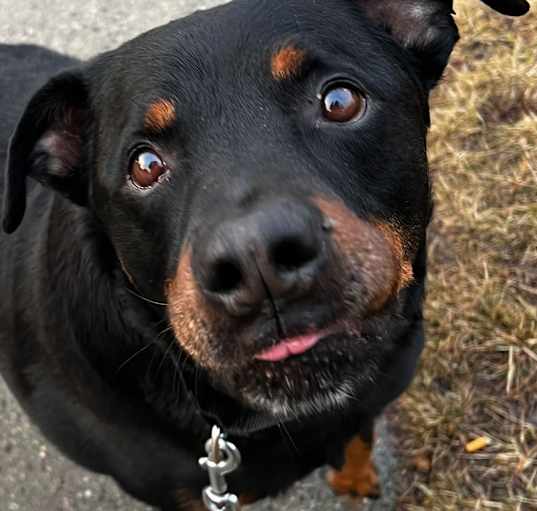 Photo of Tater Tot